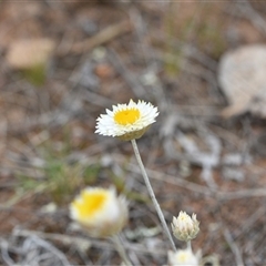 Leucochrysum albicans subsp. tricolor (Hoary Sunray) at Kenny, ACT - 29 Sep 2024 by Venture