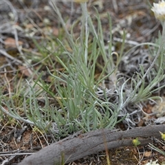 Leucochrysum albicans subsp. tricolor at Kenny, ACT - 29 Sep 2024 12:21 PM