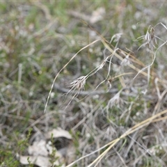 Themeda triandra (Kangaroo Grass) at Kenny, ACT - 29 Sep 2024 by Venture