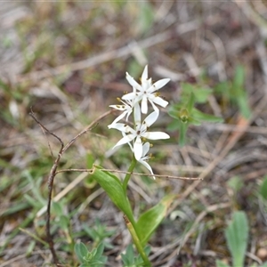 Wurmbea dioica subsp. dioica at Watson, ACT - 29 Sep 2024 12:13 PM