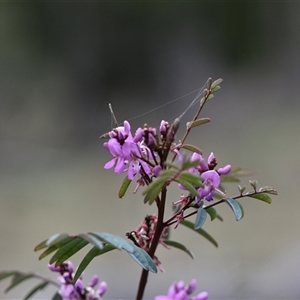 Indigofera australis subsp. australis at Watson, ACT - 29 Sep 2024 12:11 PM