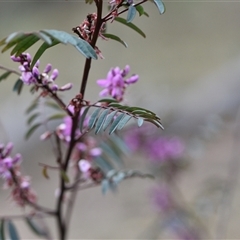 Indigofera australis subsp. australis at Watson, ACT - 29 Sep 2024 12:11 PM