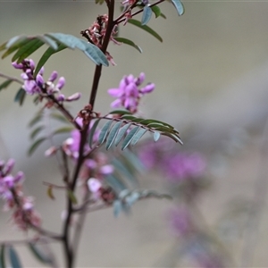 Indigofera australis subsp. australis at Watson, ACT - 29 Sep 2024 12:11 PM