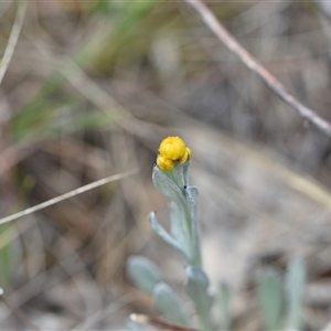 Chrysocephalum apiculatum at Watson, ACT - 29 Sep 2024