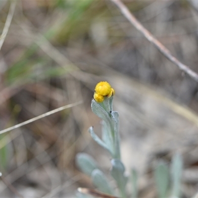 Chrysocephalum apiculatum (Common Everlasting) at Watson, ACT - 29 Sep 2024 by Venture