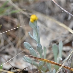 Chrysocephalum apiculatum at Watson, ACT - 29 Sep 2024