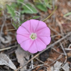 Convolvulus angustissimus subsp. angustissimus (Australian Bindweed) at Watson, ACT - 29 Sep 2024 by Venture