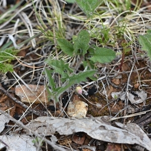 Convolvulus angustissimus subsp. angustissimus at Watson, ACT - 29 Sep 2024 11:54 AM