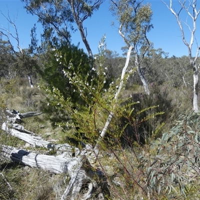 Prostanthera nivea var. nivea (Snowy Mint-bush) at Borough, NSW - 12 Oct 2024 by Paul4K