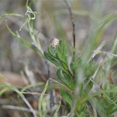 Leptorhynchos squamatus subsp. squamatus (Scaly Buttons) at Watson, ACT - 29 Sep 2024 by Venture