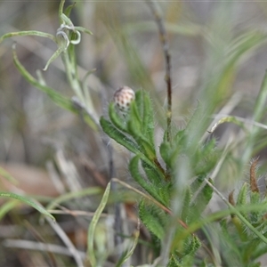 Leptorhynchos squamatus subsp. squamatus at Watson, ACT - 29 Sep 2024