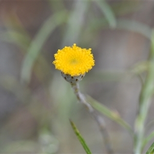 Leptorhynchos squamatus subsp. squamatus at Watson, ACT - 29 Sep 2024