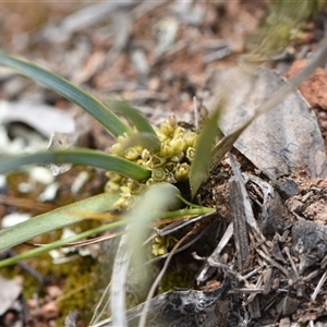 Lomandra bracteata at Watson, ACT - 29 Sep 2024 11:50 AM