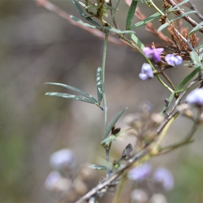 Glycine clandestina (Twining Glycine) at Watson, ACT - 29 Sep 2024 by Venture