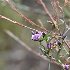 Glycine clandestina at Watson, ACT - 29 Sep 2024 11:40 AM