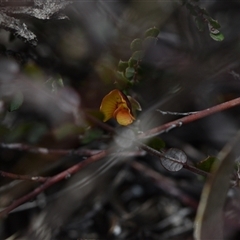 Bossiaea buxifolia (Matted Bossiaea) at Watson, ACT - 29 Sep 2024 by Venture