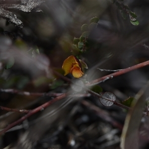 Bossiaea buxifolia at Watson, ACT - 29 Sep 2024