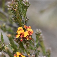 Dillwynia sericea (Egg And Bacon Peas) at Watson, ACT - 29 Sep 2024 by Venture