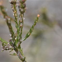 Dillwynia sericea at Watson, ACT - 29 Sep 2024 11:37 AM