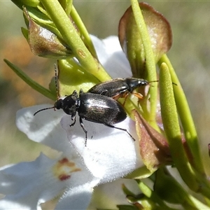 Homotrysis lugubris at Borough, NSW - 13 Oct 2024