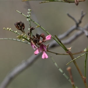 Indigofera adesmiifolia at Watson, ACT - 29 Sep 2024 11:34 AM