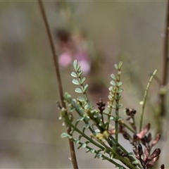 Indigofera adesmiifolia at Watson, ACT - 29 Sep 2024 11:34 AM