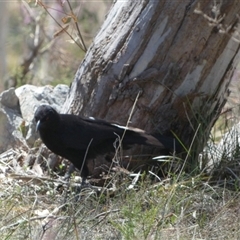 Corcorax melanorhamphos (White-winged Chough) at Borough, NSW - 13 Oct 2024 by Paul4K