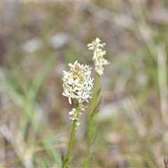 Stackhousia monogyna (Creamy Candles) at Watson, ACT - 29 Sep 2024 by Venture