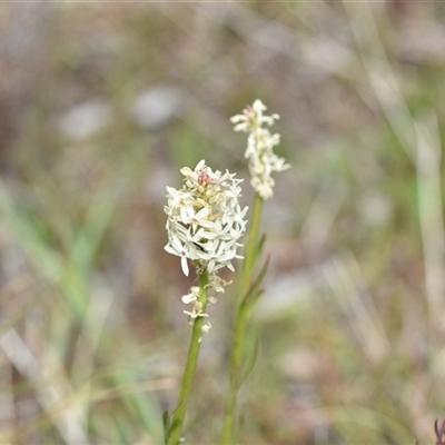 Stackhousia monogyna (Creamy Candles) at Watson, ACT - 29 Sep 2024 by Venture