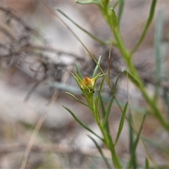 Xerochrysum viscosum (Sticky Everlasting) at Watson, ACT - 29 Sep 2024 by Venture