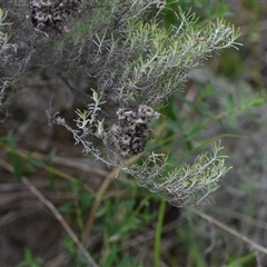 Chrysocephalum semipapposum (Clustered Everlasting) at Watson, ACT - 29 Sep 2024 by Venture