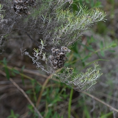 Chrysocephalum semipapposum (Clustered Everlasting) at Watson, ACT - 29 Sep 2024 by Venture