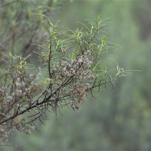 Cassinia quinquefaria at Watson, ACT - 29 Sep 2024