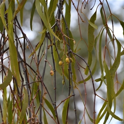 Amyema miquelii (Box Mistletoe) at Watson, ACT - 29 Sep 2024 by Venture