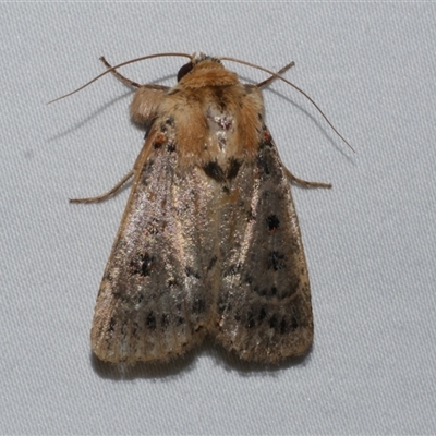 Proteuxoa sanguinipuncta (Blood-spotted Noctuid) at Freshwater Creek, VIC - 15 Feb 2021 by WendyEM