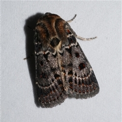 Proteuxoa sanguinipuncta (Blood-spotted Noctuid) at Freshwater Creek, VIC - 15 Feb 2021 by WendyEM