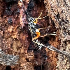 Ichneumonidae (family) (Unidentified ichneumon wasp) at Pialligo, ACT - 13 Oct 2024 by Pirom