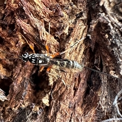 Ichneumonidae (family) at Pialligo, ACT - 13 Oct 2024 05:00 PM