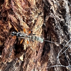 Ichneumonidae (family) at Pialligo, ACT - 13 Oct 2024 05:00 PM