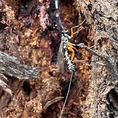 Ichneumonidae (family) at Pialligo, ACT - 13 Oct 2024