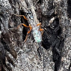 Ichneumonidae (family) at Pialligo, ACT - 13 Oct 2024 05:00 PM