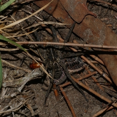 Tasmanicosa sp. (genus) (Unidentified Tasmanicosa wolf spider) at Freshwater Creek, VIC - 15 Feb 2021 by WendyEM