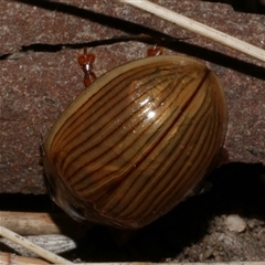 Paropsisterna intacta (Eucalyptus Leaf Beetle) at Freshwater Creek, VIC - 16 Feb 2021 by WendyEM