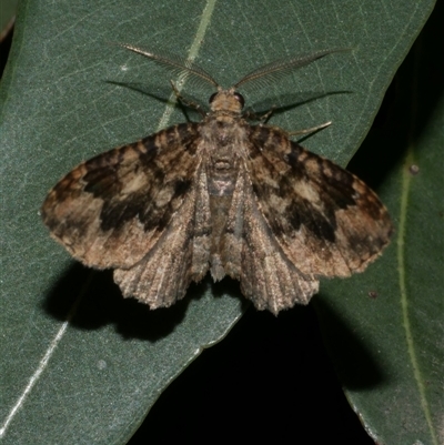 Visiana brujata (Brujata Carpet) at Freshwater Creek, VIC - 16 Feb 2021 by WendyEM