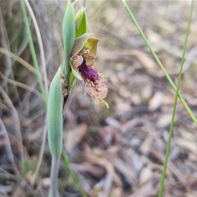 Calochilus platychilus (Purple Beard Orchid) at Bungendore, NSW - 13 Oct 2024 by clarehoneydove