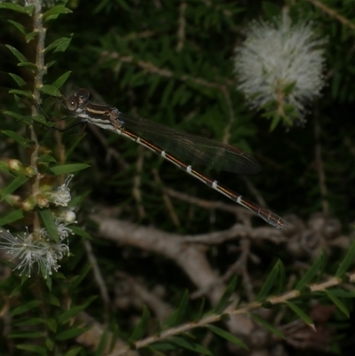 Austrolestes sp. (genus) at Freshwater Creek, VIC - 16 Feb 2021 by WendyEM