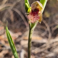 Calochilus platychilus (Purple Beard Orchid) at Bungendore, NSW - 13 Oct 2024 by clarehoneydove