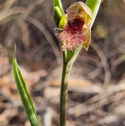 Calochilus platychilus (Purple Beard Orchid) at Bungendore, NSW - 13 Oct 2024 by clarehoneydove