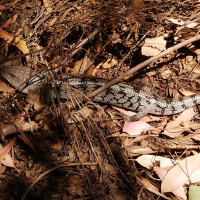 Tiliqua nigrolutea at Freshwater Creek, VIC - 16 Feb 2021 by WendyEM