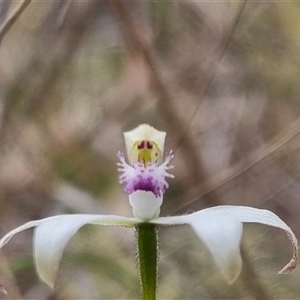 Caladenia ustulata at Bungendore, NSW - suppressed